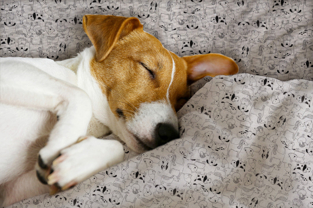 Cani Divertenti e Carini – Akrylduk med søte og morsomme hunder hund