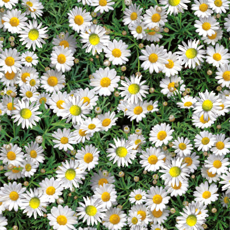 Margeritt – voksduk med blomstrende margeritter