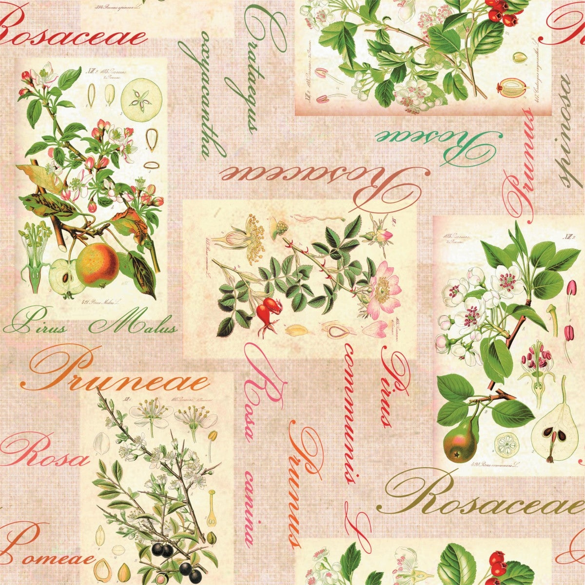 Rosalie, vakker voksduk med epler, pærer, nyper og oliven